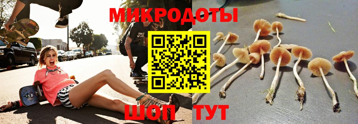 Псилоцибиновые грибы Psilocybine cubensis Кольчугино